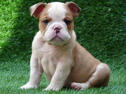 Precious English Bulldog Puppies For Sale