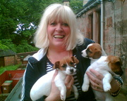 LOVELY JACK RUSSEL PUPPY