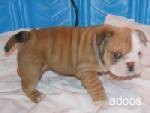 cute english bulldog for adoption