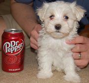 maltese/toypoodle puppy for sale