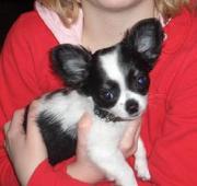 Male And Female Chihuahua puppies for Christmas .