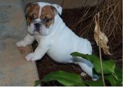 Cute Charming Healthy Male and Female English Bulldog Puppies