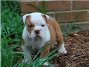 adorable English bulldogs