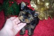 Cute Yorkie Puppies For Free Adoption