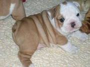 Pure Breed English Bulldog Puppies