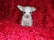 Gorgeous chihuahua puppies for adoption