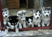 SIBERIAN HUSKIES