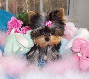 Nice Yorkie male and Female puppy.