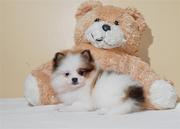 Pomeranian puppies available