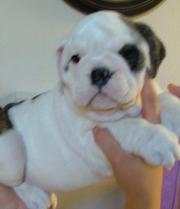 cute and adorable english bulldog puppy