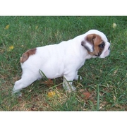 ENGLISH BULLDOG PUPPIES AVAILABLE