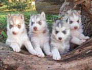 SIBERIAN HUSKY PUPPIES FOR SALE