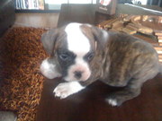 Aussie bulldog puppies for sale