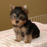 2 Yorkie Babies Available 