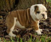 ----Top Quality English Bulldog Puppies For Sale - Champion Bloodline 