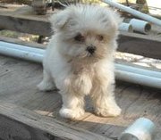 maltese puppy for adoption