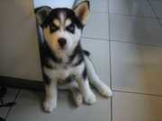 siberian husky for rehoming