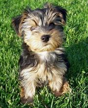 shayla the yorkie puppy