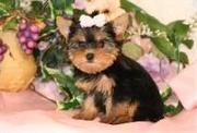 TeaCup Yorkie Puppies For Adoption