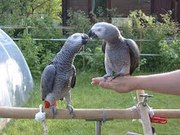 talking pair of african grey parrots for free adoption