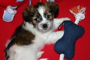 female terrier/shi tzu puppy