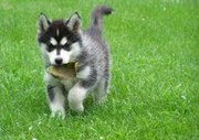 sibarian husky for  xmas to free home