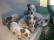 Pure Breed Red Cattle Pups