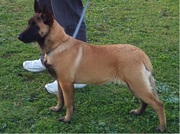 Belgian Shepherd Malinois