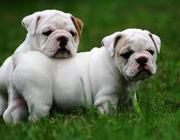 English Bulldog Puppies seeking for shelter