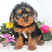 lovely looking yorkie puppy for  adoption