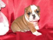 Home Raise English Bulldog Puppies For Adoption