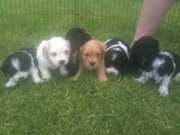 PURE  MALTESE X PURE  COCKER SPANIEL PUPPIES FOR SALE!!!!