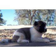 akita puppy for sale .