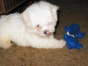 Male maltpoo puppy for sale