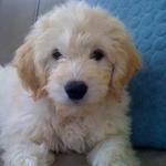 female goldendoodle puppy for sale