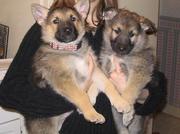 German shepherd puppies 