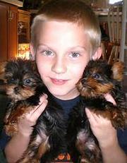 Teacup Yorkie Puppies For Adoption Ads