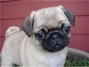 THREE AWASOME PUG PUPPIES FOR ADOPTION