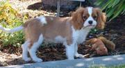 female cavalier king charles puppy for sale