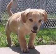 male mixed breed golden retriever labrador puppy.