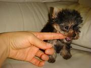 Twin male and female teacup yorkie puppies to loving homes