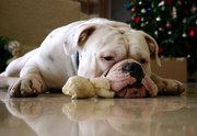 loyal to its family. bulldog