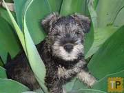 Mini Schnauzer Pups