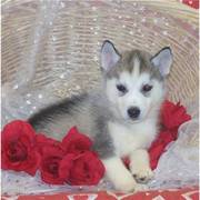 Siberian huskies PureBred