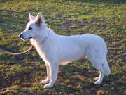 Swiss Shepherd PureBred