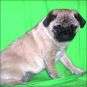 Pug puppy for sale now